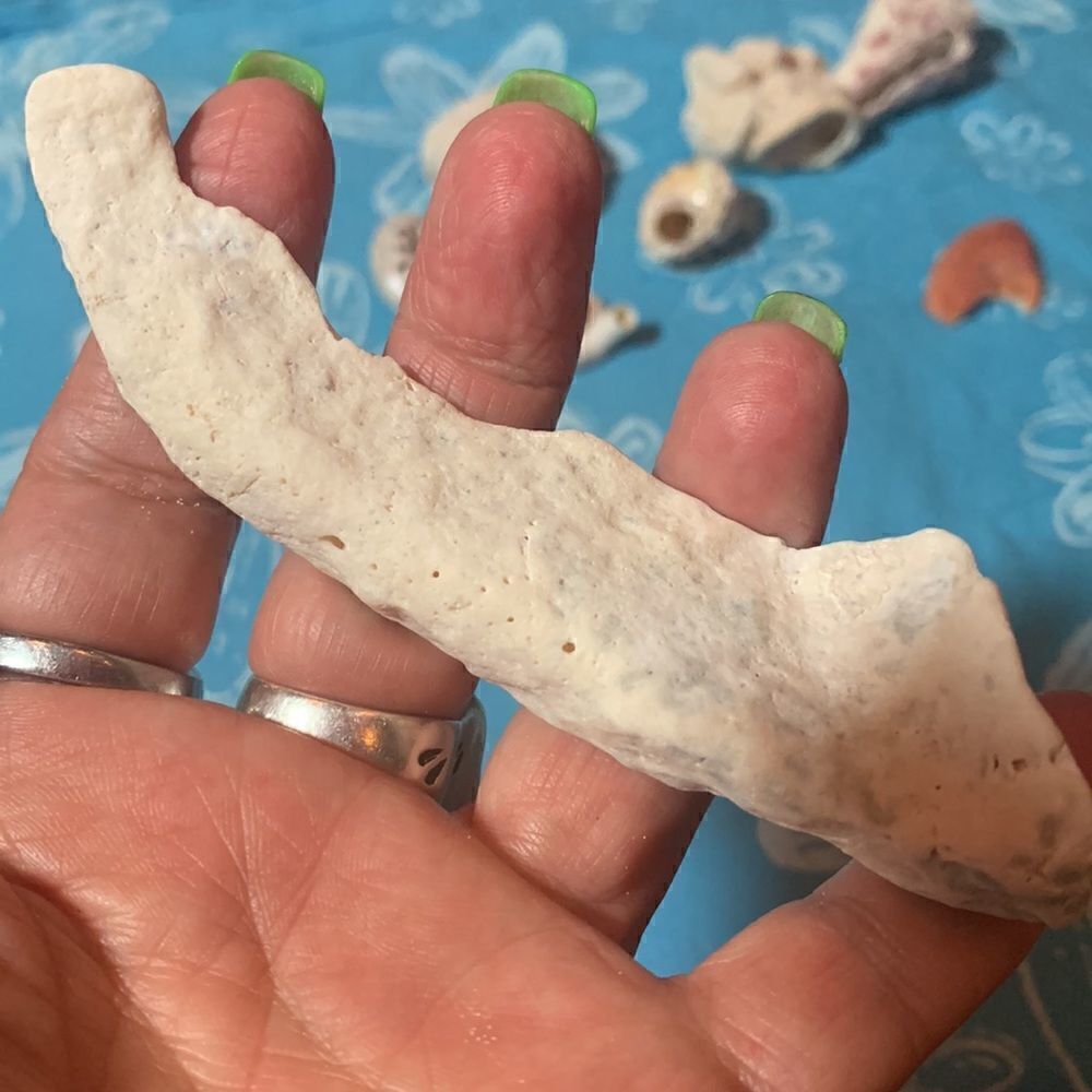 Bundle of Small Sea Shells From Bahamas - Picture 11 of 11